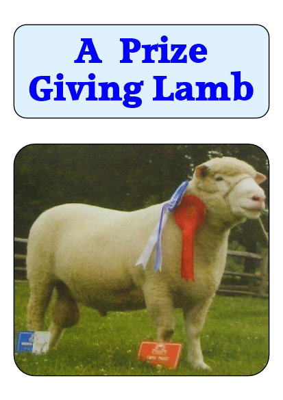 A_Prize_Giving_Lamb